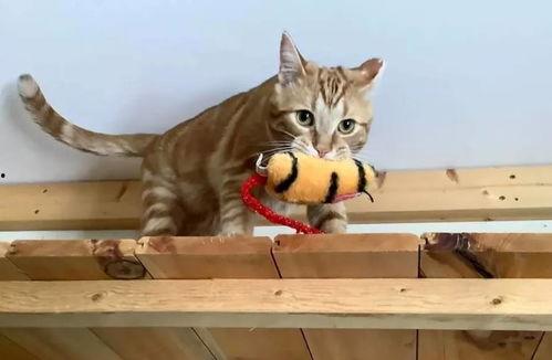 娱乐吃瓜酱小猫吵架,揭秘背后真相